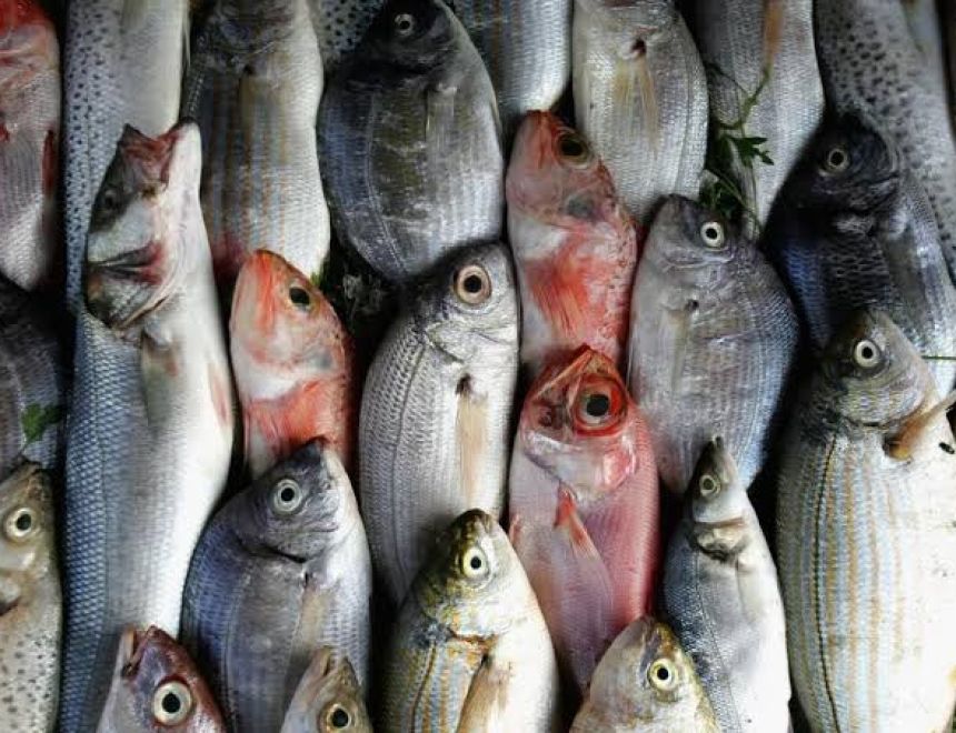 أسعار الأسماك اليوم  السبت 27 أبريل 2024