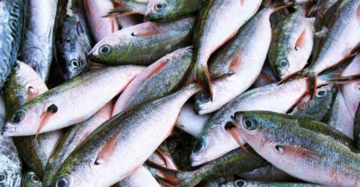 أسعار الأسماك اليوم الجمعة 25 أغسطس 2023