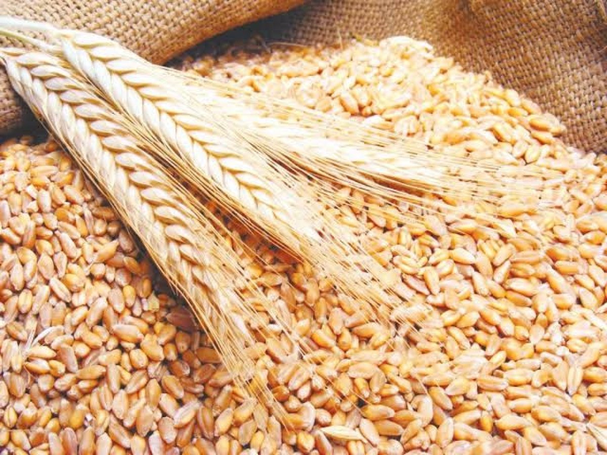 بعد 4 أيام من الخسائر.. ارتفاع أسعار القمح مع تزايد الطلب العالمي على الحبوب