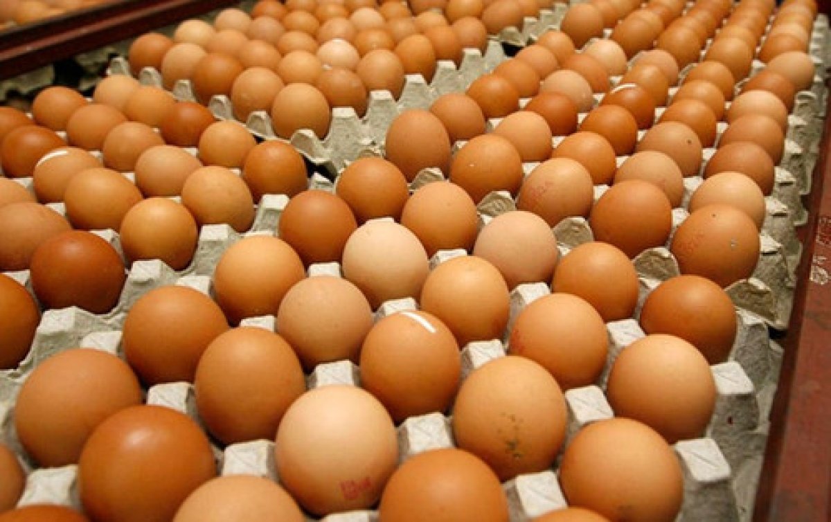 شعبة الدواجن تكشف عن السعر العادل لطبق  البيض