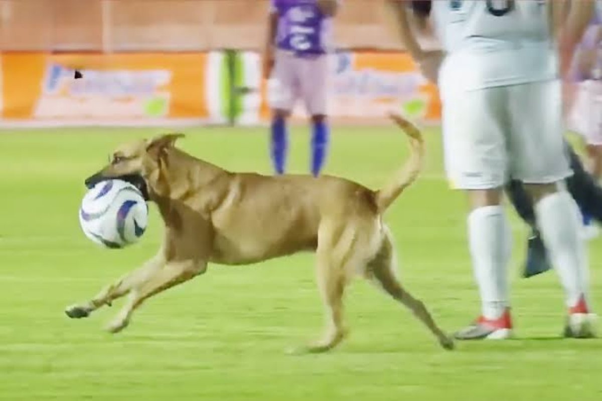 مباراة كرة قدم بدون كرة والسبب «كلب»..  فيديو