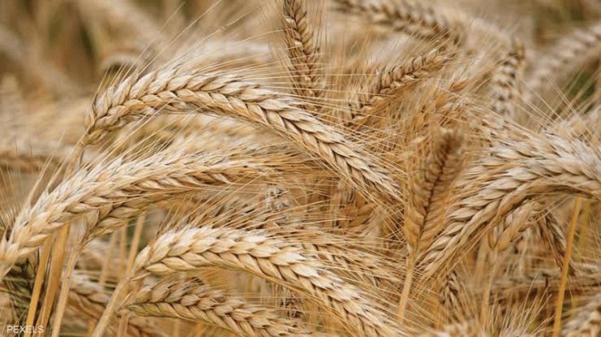 وزير الزراعة يوجه برفع درجة الاستعداد لموسم القمح والتوعية المكثفة للمزارعين