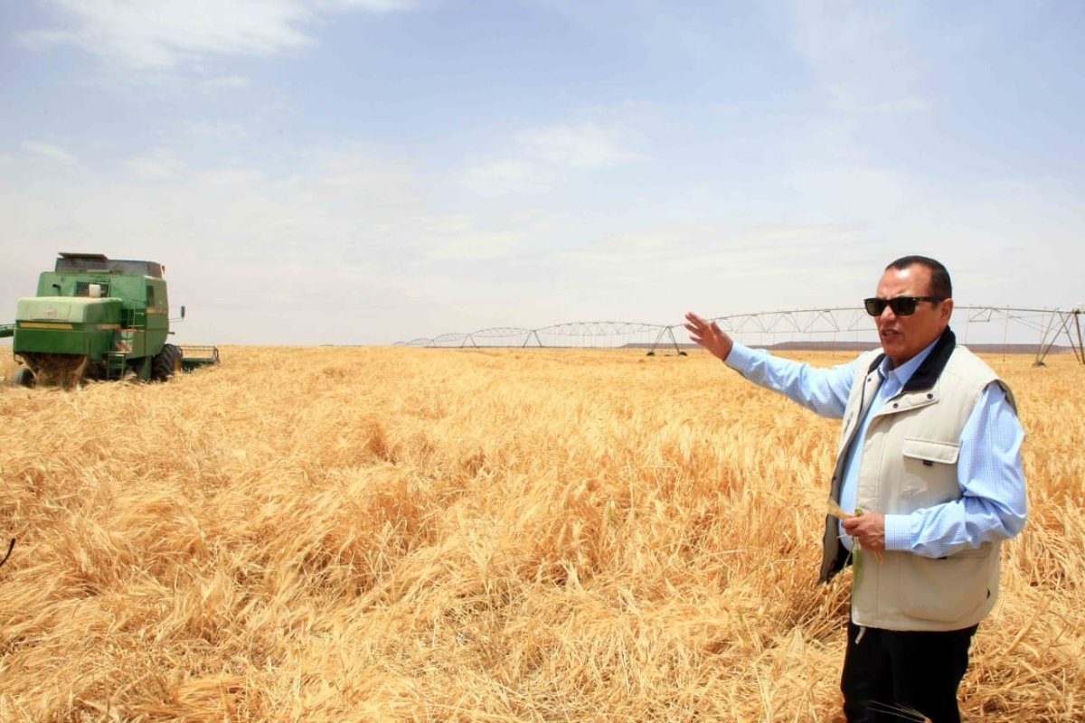  «الريف المصرى الجديد» تطلق مبادرة لتشجيع زراعة المحاصيل الشتوية الإستراتيجية بجميع أراضي ال ١.٥ مليون فدان