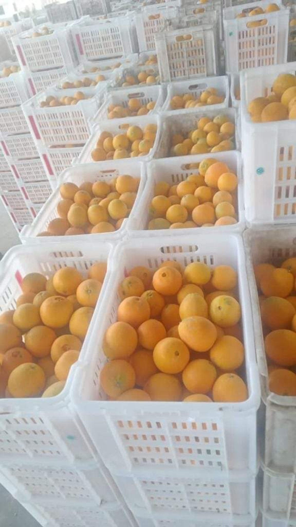 المحطات المعتمدة من الحجر الزراعي تستقبل شحنات البرتقال لبدء موسم تصدير الموالح 