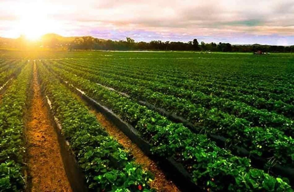 الزراعة: الدولة تتبنى مشروعات «التوسع الرأسي» لزيادة إنتاجية المحاصيل