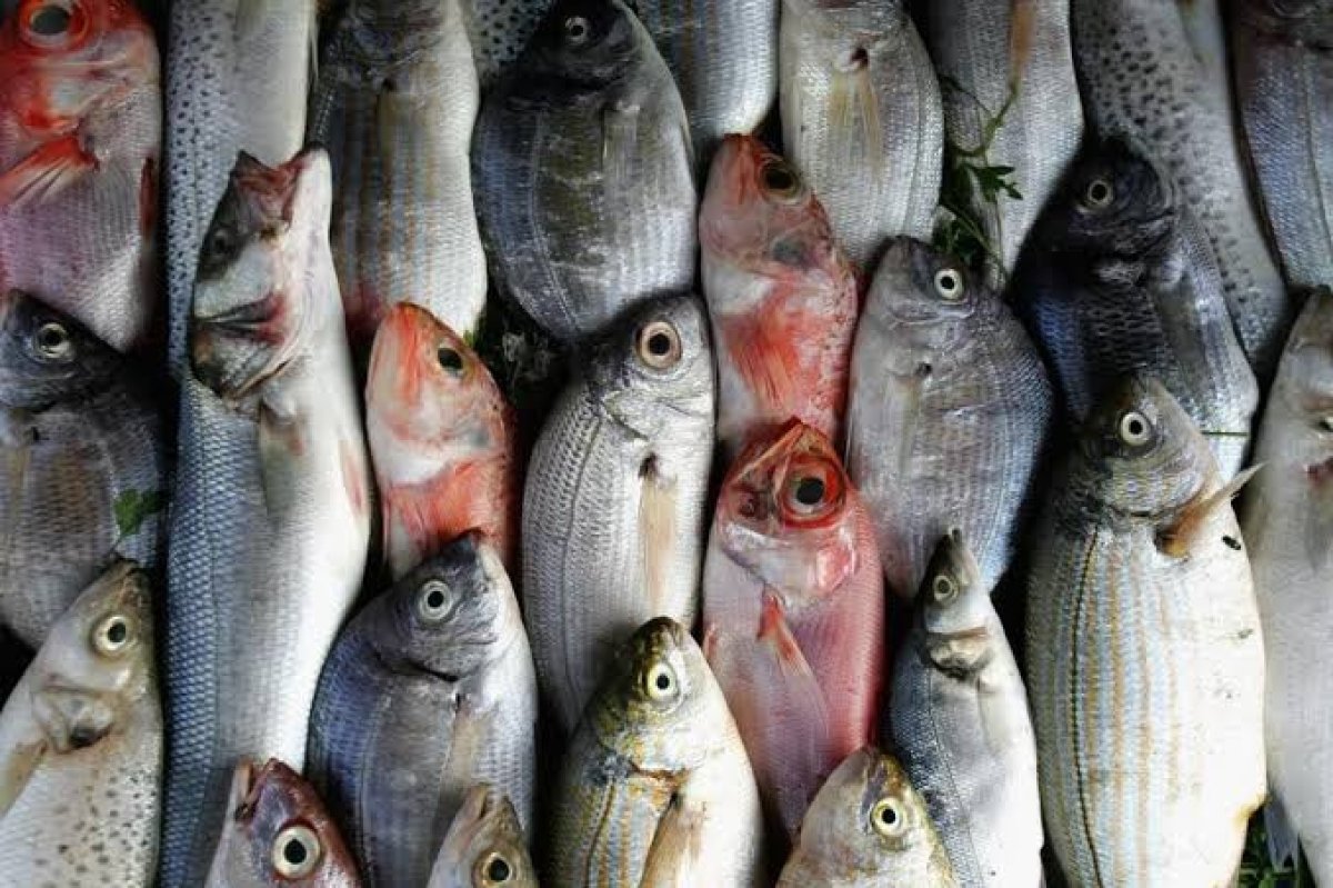 أسعار الأسماك اليوم  الإثنين 8 يناير 2024