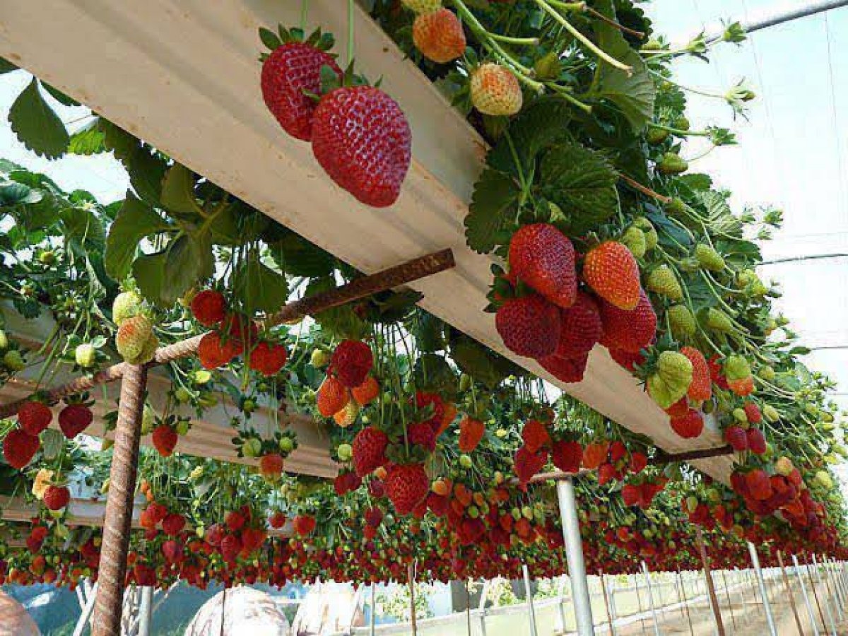 «الزراعة» تبدأ في تلقى طلبات تراخيص مشاتل الفراولة في منتصف مارس المقبل