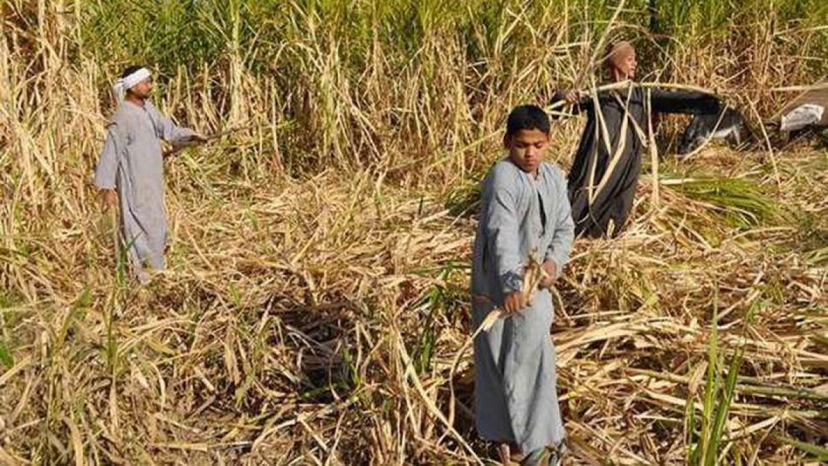 التموين والري والزراعة يناقشون تطوير زراعة قصب السكر باستخدام طرق الري الحديثة والشتل