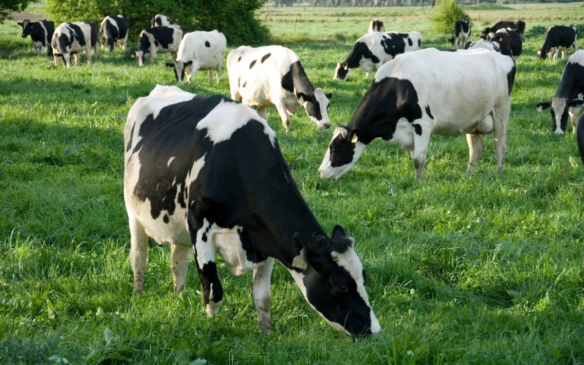 "الزراعة" تعلن رسميا موافقة الإمارات على استيراد الماشية الحية من مصر