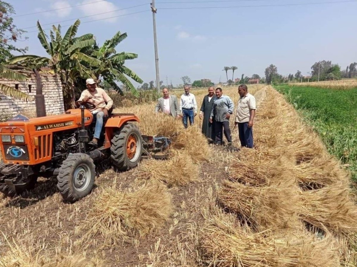 التموين: استلام 750 ألف طن قمح محلي خلال أسبوعين  من مستهدف 3.5 مليون طن