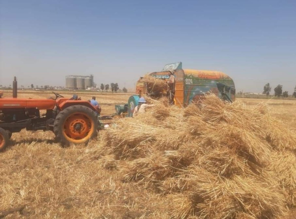 تنظيم يوم حصاد في الدقهلية لحقول القمح المنزرعة بالأساليب الحديثة
