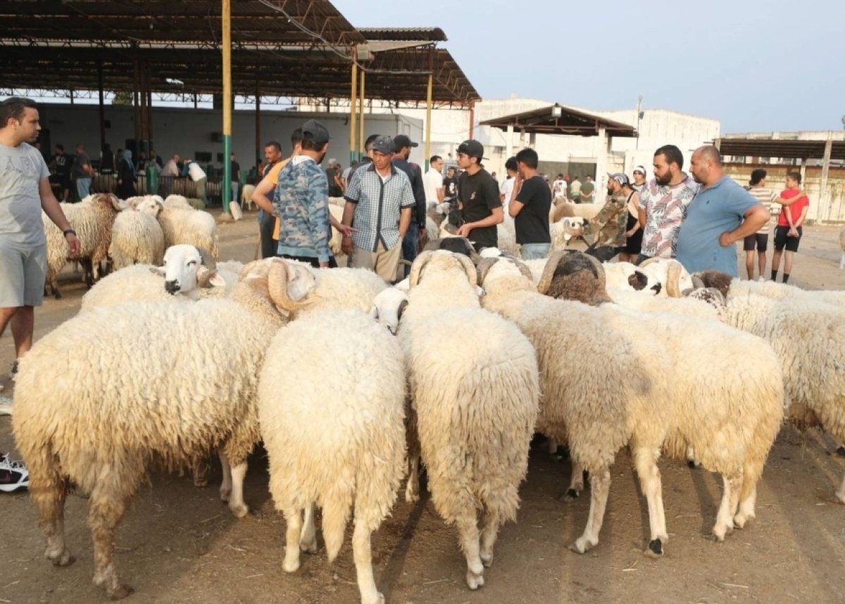 هل يجوز شراء الأضاحي بالدين أو تحديد قيمتها بعد الذبح؟.. الإفتاء تجيب