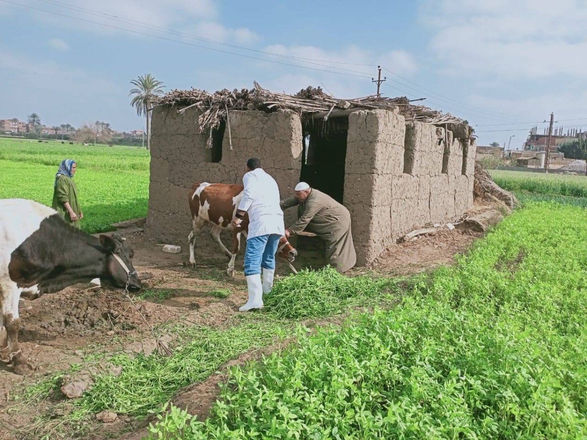 الزراعة: تحصين أكثر من 2 مليون رأس ماشية ضد مرض الحمى القلاعية وحمى الوادي المتصدع