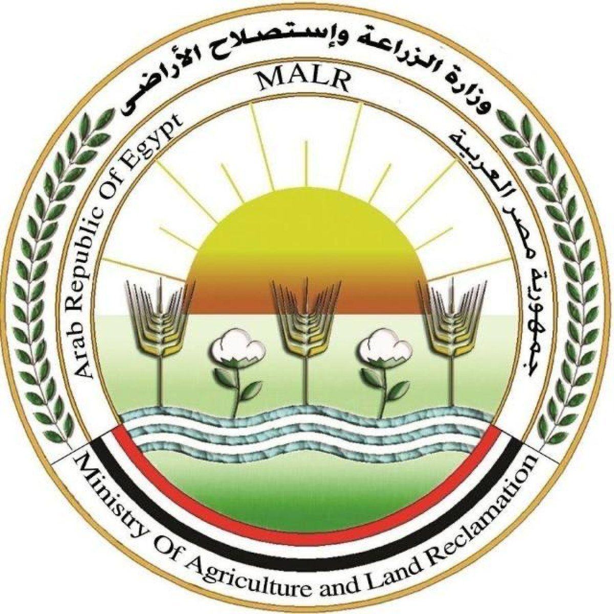 وزارتا "الصحة" و"الزراعة" ينفيان ما يتم تداوله من شائعات حول إصابة الدواجن بفيروس وبائي يمنع تناولها أو الاقتراب منها والتعامل معها