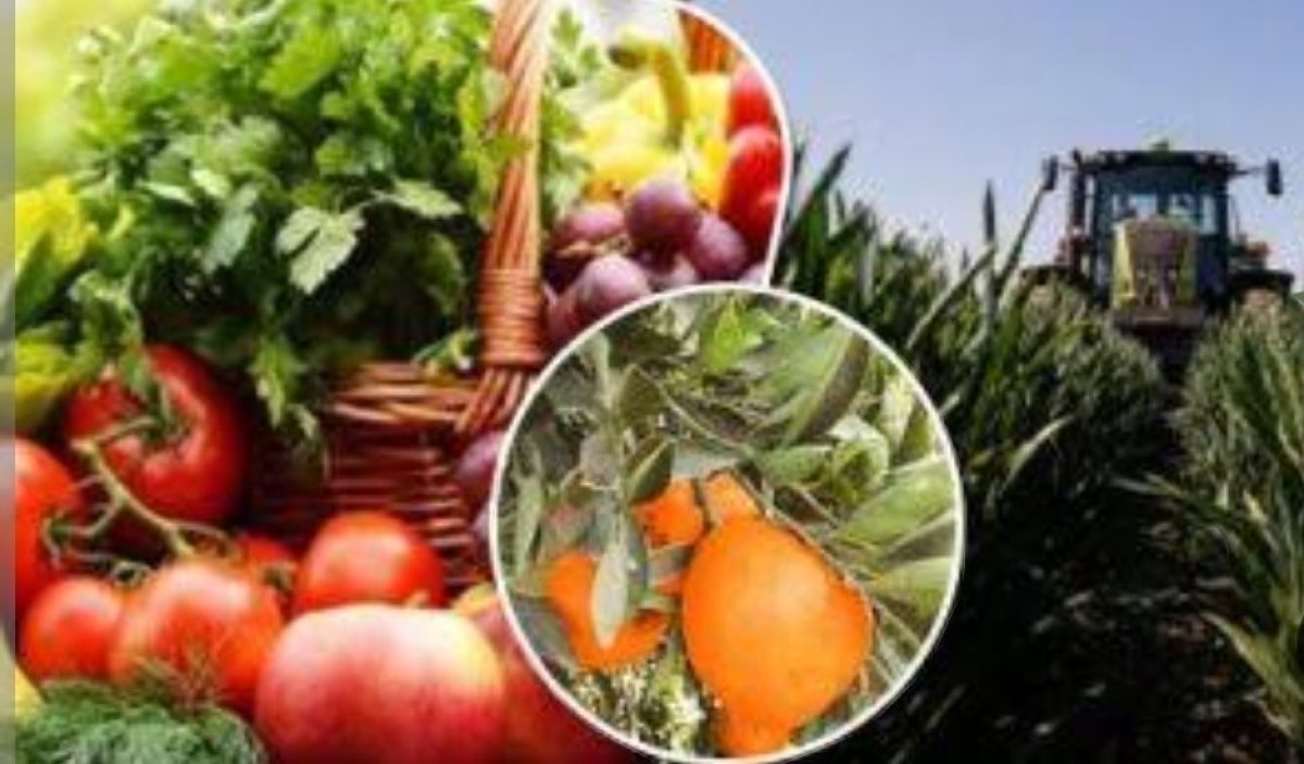 الزراعة: تجاوز الصادرات الزراعية المصرية 7.2 مليون طن حتى الآن.. بزيادة أكثر من 600 ألف طن عن نفس الفترة العام الماضي