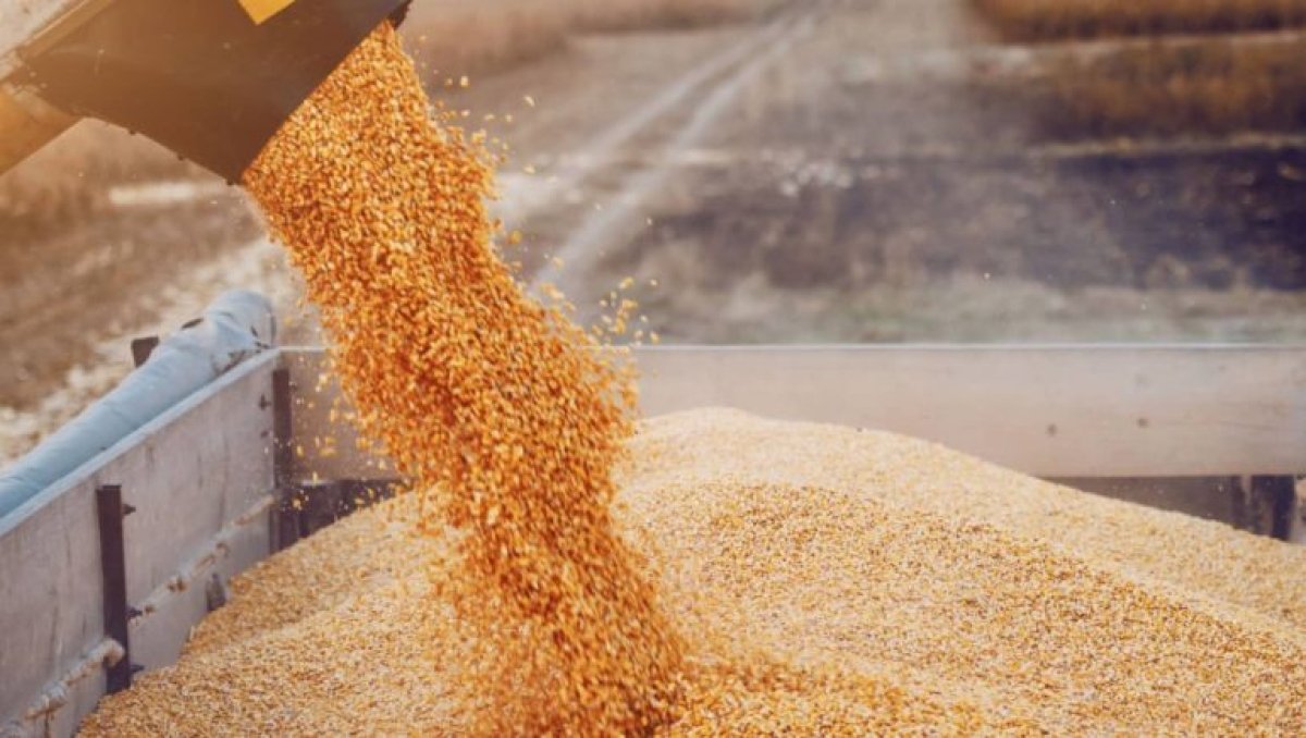 الجهاز المركزى للتعبئة والإحصاء: واردات القمح تسجل 171 مليون دولار أوائل 2022