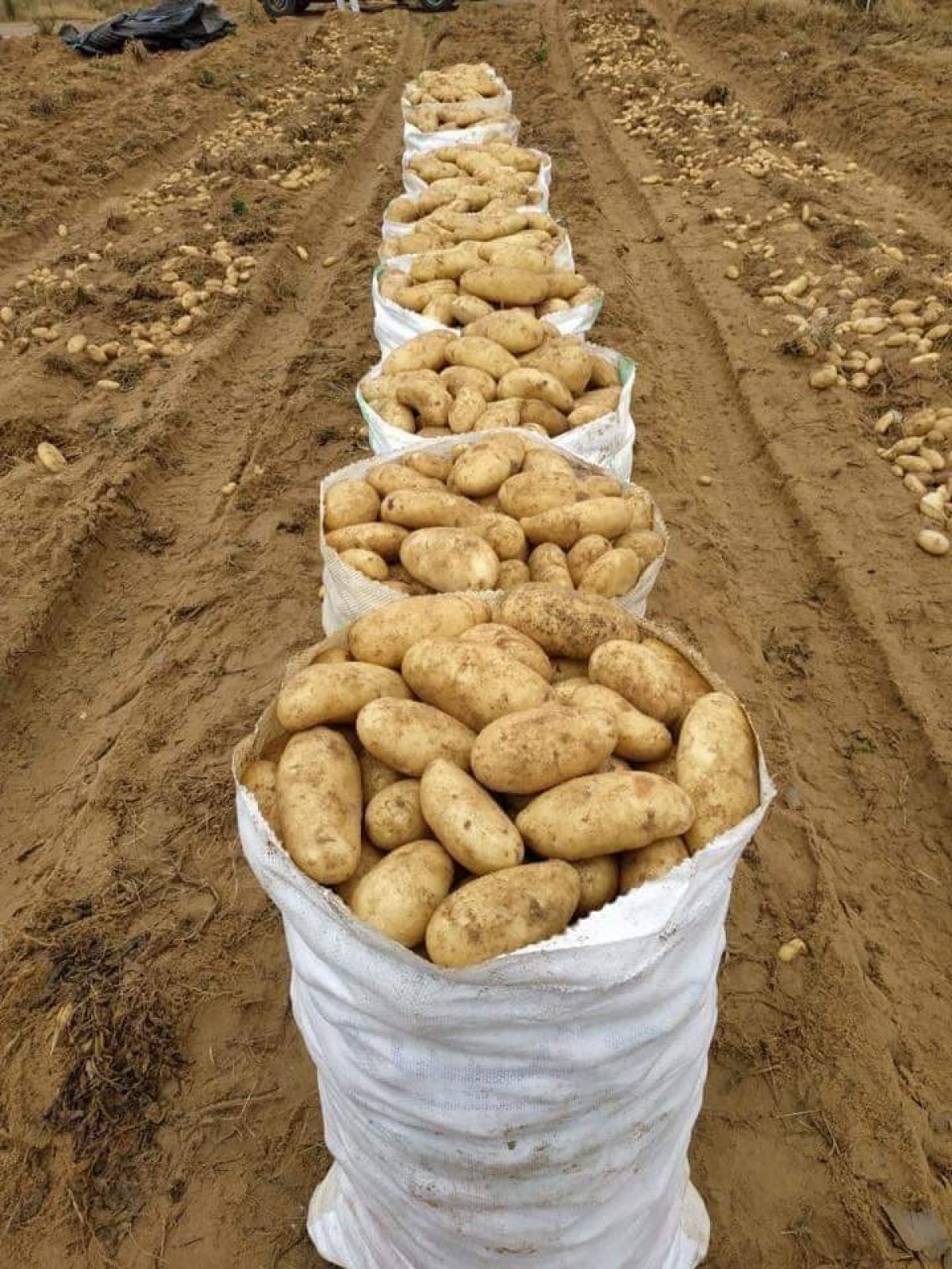 "الزراعة" توافق علي استيراد 160 ألف طن تقاوى بطاطس