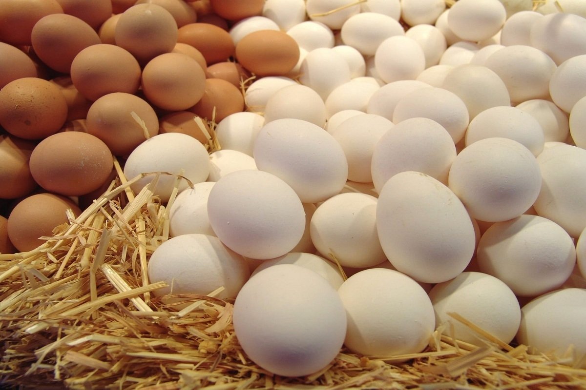 سعر كرتونة البيض اليوم 7 نوفمبر في السوق المحلية 
