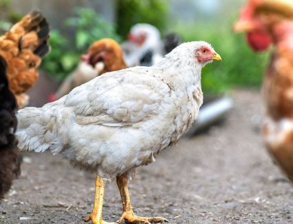 تعرف علي سعر الدواجن اليوم الأثنين 27 مارس