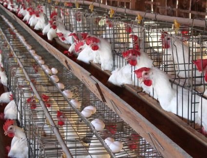 أسعار الدواجن اليوم السبت 8-4-2023