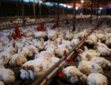 أسعار الدواجن اليوم الأحد 9-4-2023