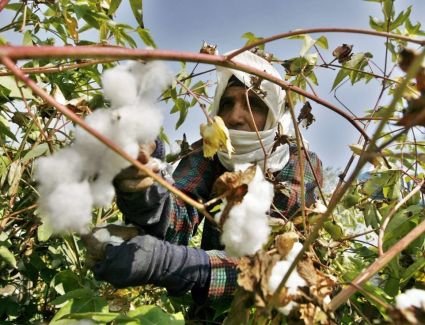مجلس الوزراء يحدد سعر ضمان لتوريد القطن لهذا العام