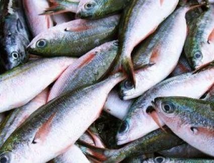 أسعار الأسماك اليوم السبت 12 أغسطس