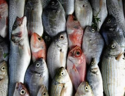 أسعار الأسماك اليوم الإثنين 14 أغسطس