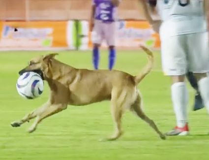 مباراة كرة قدم بدون كرة والسبب «كلب»..  فيديو