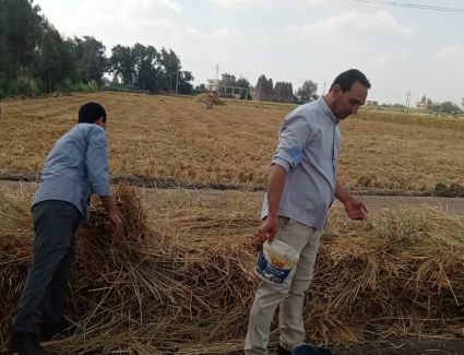 الزراعة: منظومة تدوير قش الأرز نجحت في جمع مليون و703 ألف طن