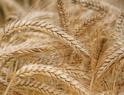 وزير الزراعة يوجه برفع درجة الاستعداد لموسم القمح والتوعية المكثفة للمزارعين