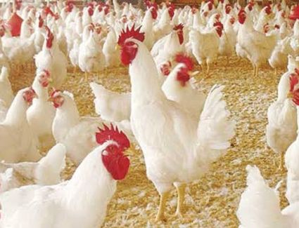 «الزراعة» توضح حقيقة ذبح سلالات دواجن مصرية نادرة بحجة عدم توافر الأعلاف   