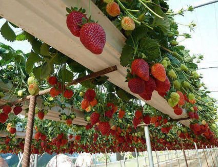 عاجل..الزراعة: السعودية لم تحظر صادرات الفراولة المصرية وقرارها تنظيمي ويخص كل دول العالم