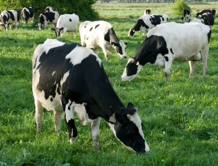 "الزراعة" تعلن رسميا موافقة الإمارات على استيراد الماشية الحية من مصر