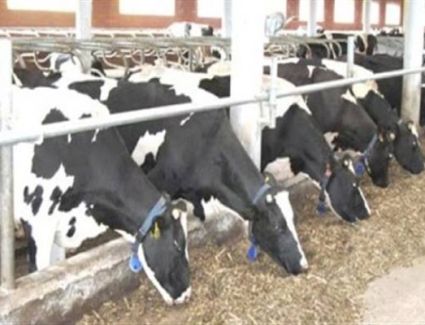 «الزراعة» صرف 307 ملايين جنيه تمويل جديد للمشروع القومي للبتلو في اطار مبادرة «حياة كريمة»