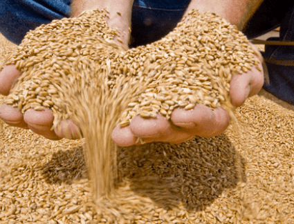 التموين: وصول نسب توريد القمح في مواقع الاستلام إلى 2 مليون و 400 ألف طن