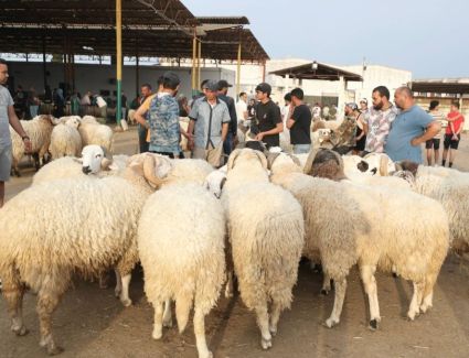 هل يجوز شراء الأضاحي بالدين أو تحديد قيمتها بعد الذبح؟.. الإفتاء تجيب