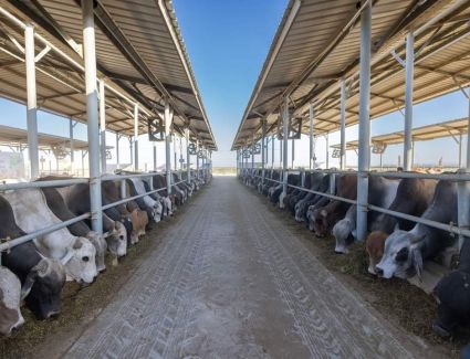 صندوق تحيا مصر يطلق مبادرة «أضاحي» لتوزيع اللحوم على الأسر الأولى بالرعاية بالمحافظات