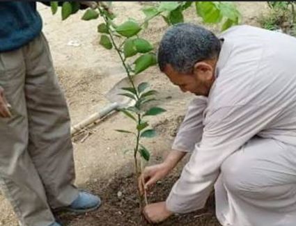 الزراعة: توريد ١.٣ مليون شجرة ل ٧ محافظات.. و٦ ملايين شجرة بالمرحلة الثانية
