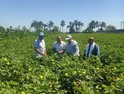 الزراعة في اسبوع.. نشرة الحصاد من ٢٦  يوليو  وحتى ١ اغسطس