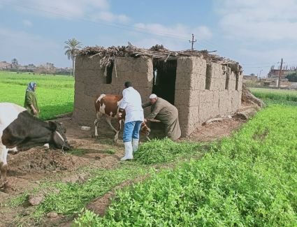 الزراعة: تحصين أكثر من 2 مليون رأس ماشية ضد مرض الحمى القلاعية وحمى الوادي المتصدع