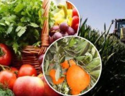 الزراعة: ٦.٩ مليون طن صادرات مصر الزراعية بحوالي ٤,٠٤ مليار دولار حتى الآن