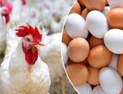 أسعار الدواجن والبيض في الأسواق الأحد 21 سبتمبر 2025