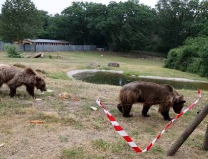 لمواجهة انتشار الدببة.. اليابان تسمح للشرطة باستخدام الأسلحة النارية 