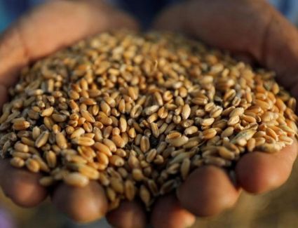 عاجل| هيئة السلع التموينية تطرح مناقصة دولية لشراء كمية غير محددة من القمح الأوروبي
