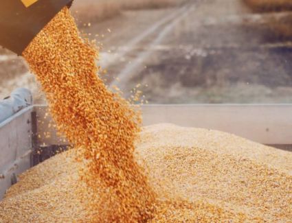 الجهاز المركزى للتعبئة والإحصاء: واردات القمح تسجل 171 مليون دولار أوائل 2022