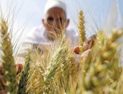 «المركز الإعلامي لمجلس الوزراء»: توقعات بوصول إنتاج القمح إلى 10 ملايين طن