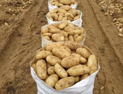 "الزراعة" توافق علي استيراد 160 ألف طن تقاوى بطاطس