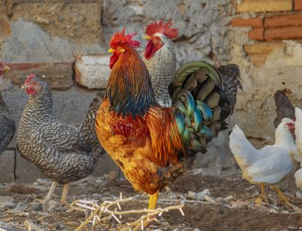 أسعار الدواجن اليوم الثلاثاء 21 مارس 2023