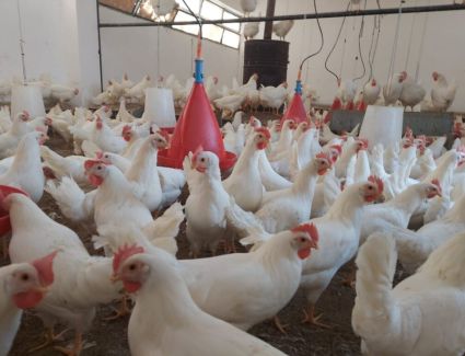 أسعار الدواجن اليوم الخميس 23 مارس 2023